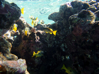 Fototapeta na wymiar Beautiful and colorful inhabitants of the red sea coral reef
