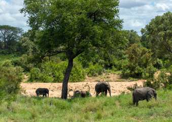 Fototapeta premium Elephants in Kruger National Park in South Africa