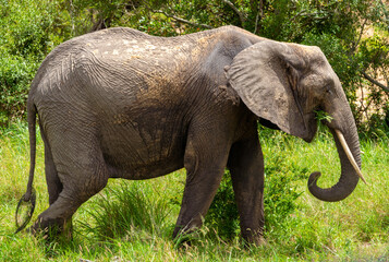 Elephant in Kruger National Park in South Africa