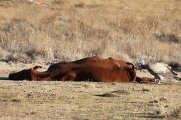 Golden Gate National Park, Free State: vulture feeding station - Cape vultures eating