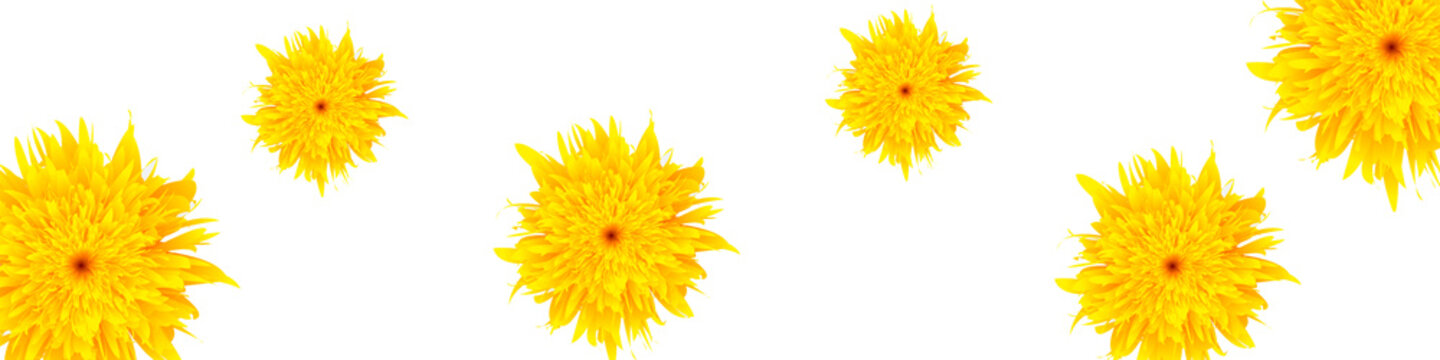 l&ouml;wenzahn blumen gelb auf weissem hintergrund panorama large format