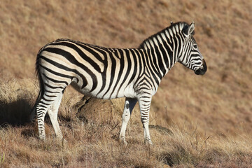 Fototapeta na wymiar Golden Gate National Park, Free State: Mountain zebra