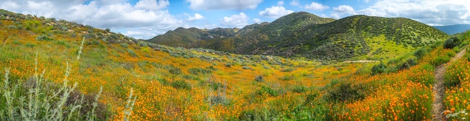 Hiking Flower in Calafornia