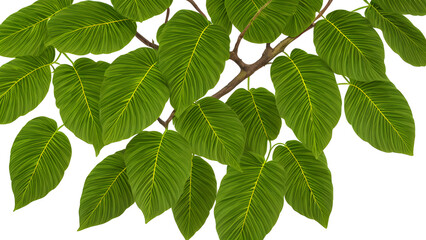 Fototapeta na wymiar Tropical green foliage seamless pattern on white backdrop for background