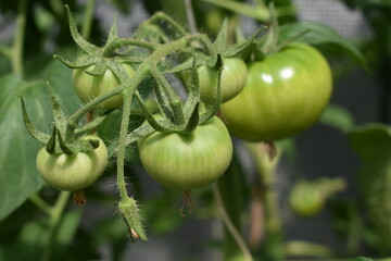 Niedojrzałe grono pomidorów