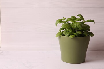 basil in a pot on the wall