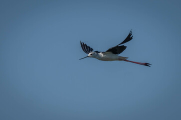 Fototapeta na wymiar black-winged stilt in flight over marsh