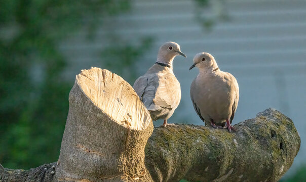 a couple of eurasian collared dove on a tree trunk