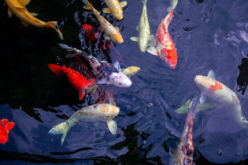 Top view of Japanese koi fish swimming in clear pond water. Big red and white carp swimming