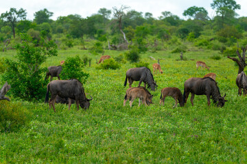 Naklejka premium Group of Gnu / Wildebeest and Impala feeding on grassland in Kruger National Park in South Africa