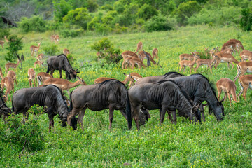 Fototapeta premium Group of Gnu / Wildebeest and Impala feeding on grassland in Kruger National Park in South Africa