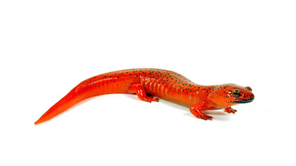 Red salamander // Rotsalamander (Pseudotriton ruber) 