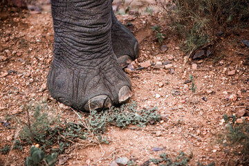 Obraz premium Elefantenfuss