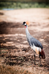 Grey Crowned Crane