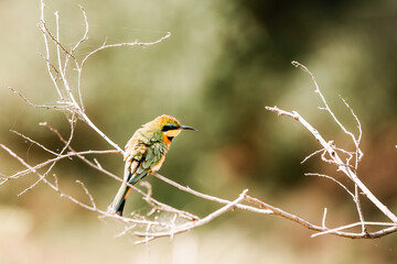 Cinnamon chested Bee eater