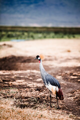 Grauer Kronenkranich