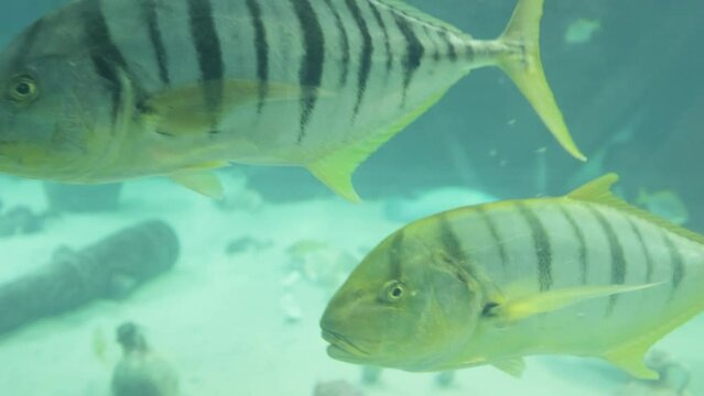 Golden trevally is a species of marine