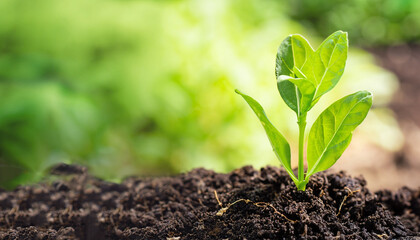 Green plant growing in good soil. Banner with copy space. Agriculture, organic gardening, planting...