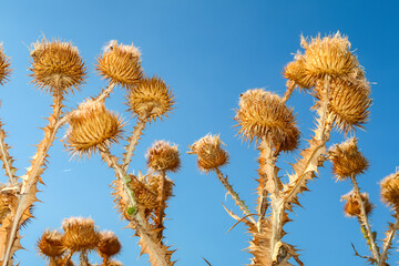Thistle flowering flower plant herb nature natural detail close up