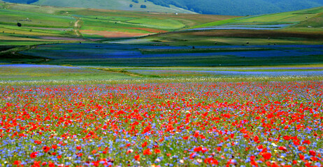 Castelluccio di  Norcia (PG)