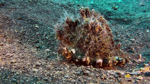 Seashell rises revealing a white-spotted hermit crab living inside. Medium to long shot. Daylight, sandy bottom.