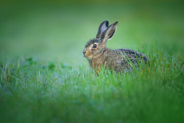 The European hare - Lepus europaeus, also known as the brown hare