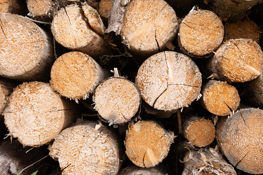 Holzst&auml;mme