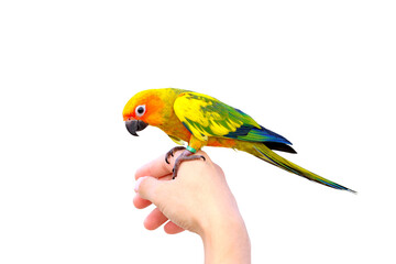 Beautiful of Sun conure parrot perching on a hand isolated on transparent background png file © Passakorn