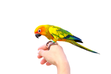 Beautiful of Sun conure parrot perching on a hand isolated on transparent background png file
