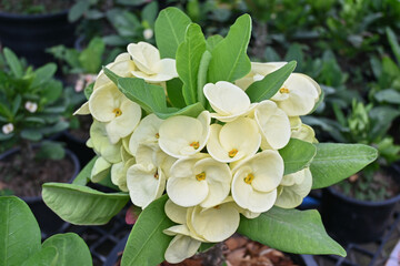Closeup beautiful euphorbia milii , crown of Thorns