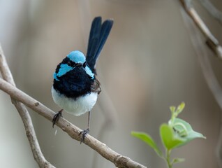 Superb Fairywren
