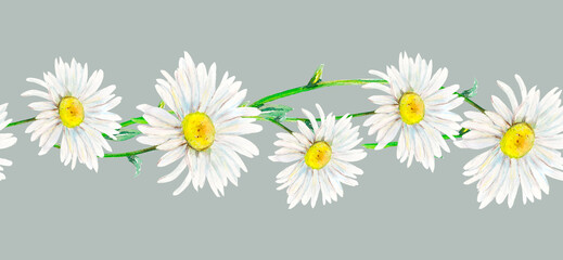 Watercolor illustration seamless border from field camomile hand-drawn on grey background. Watercolor floral natural illustration of delicate plants 