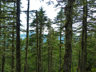 Tranquil Harmony_Trees, Clouds, Sunlight, Azure Waters
