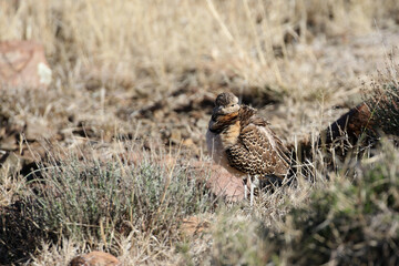 Mountain Zebra National Park, South Africa: Rhinoptilus africanus, the Double-banded courser in the freezing early morning on the plateau