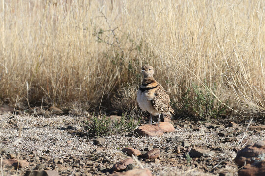 Mountain Zebra National Park, South Africa: Rhinoptilus africanus, the Double-banded courser in the freezing early morning on the plateau
