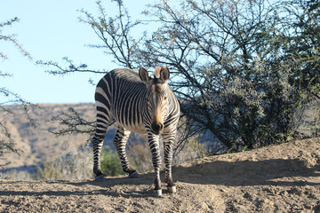 Mountain Zebra National Park, South Africa: Mountain zebra in the late afternoon sun © Peter