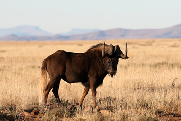 Mountain Zebra National Park, South Africa: Black wildebeest or Gnu