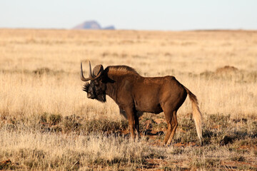 Mountain Zebra National Park, South Africa: Black wildebeest or Gnu