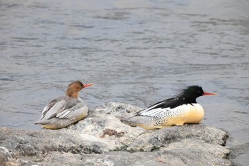 The scaly-sided merganser or Chinese merganser (Mergus squamatus) is an endangered typical merganser (genus Mergus). This photo was taken in Japan