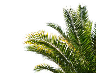 Fototapeta na wymiar Palm leaves isolated on white background.