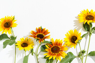 Red and yellow sunflowers on a white textured background, hard light, shadows.