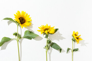 Sunflowers on a white textured background Beautiful, withering and faded flower.