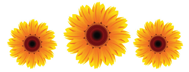 sunflower isolated in white background