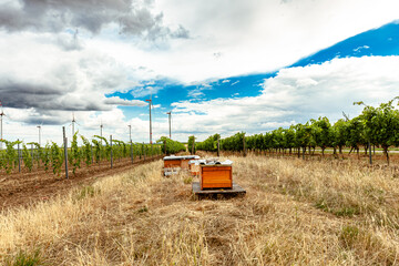 Biodiversity. Beehives in vineyard. bee hives in the midst of old and young vine plants in...