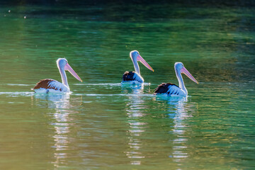 Three pelicans in the afternoon light on the bay