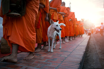 white domestic dog standing beside monk in luangprabang world heritage site of unesco in northern of lao