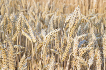 Fototapeta premium Close up view of wheat ears, field of wheat on July day. Summer harvesting period, ecological agriculture. World starvation problem.Selective focus