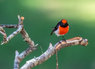 Red-capped Robin
