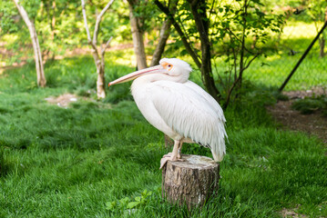 Great white pelican relaxing in the Wuppertal Green Zoo in Germany - 628408968