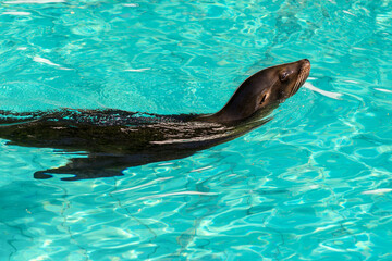 Sea lion swims in the pool of the zoo in Wuppertal, Germany